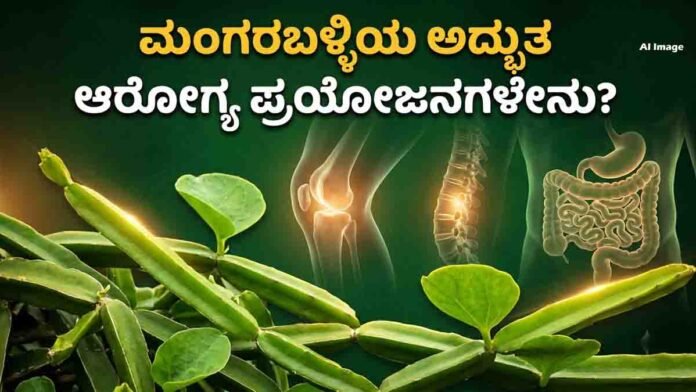 Nalleru Mangaraballi plant showing its traditional Ayurvedic benefits