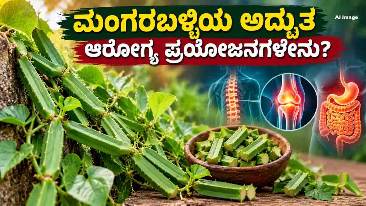 Nalleru Mangaraballi plant showing its traditional Ayurvedic benefits