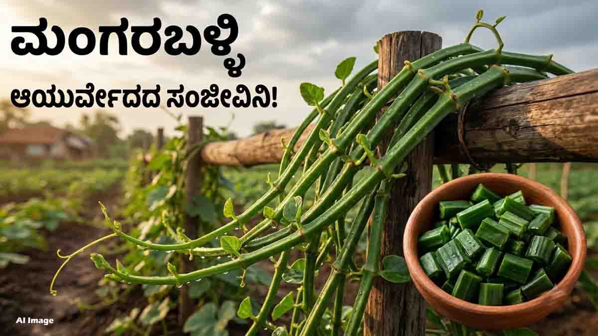 Nalleru Mangaraballi plant showing its traditional Ayurvedic benefits