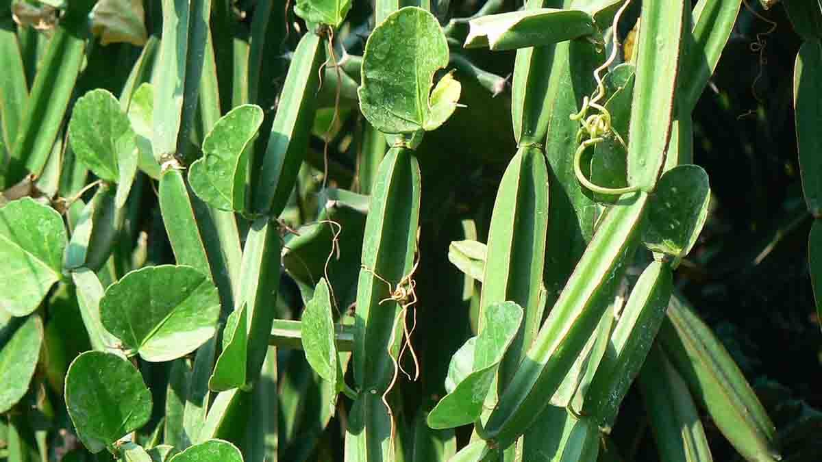 Nalleru Mangaraballi plant showing its traditional Ayurvedic benefits