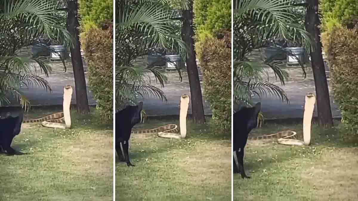 Dog vs King Cobra: Pet dog confronts a giant King Cobra that entered a home compound.