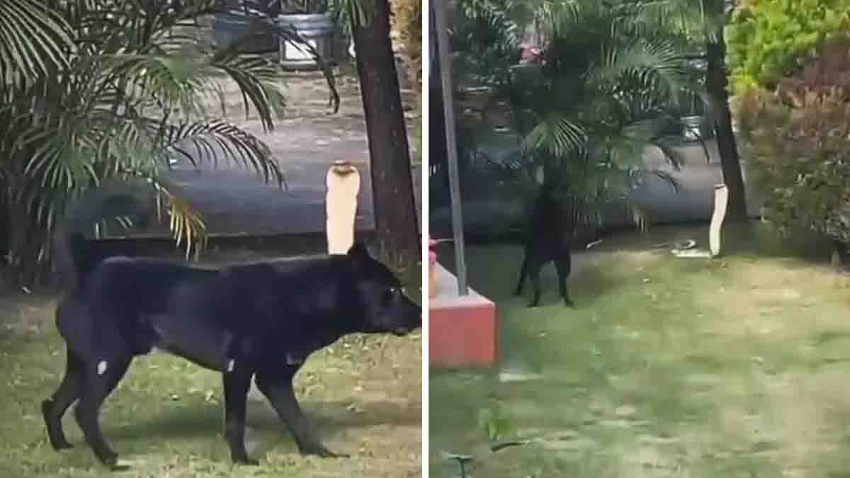 Dog vs King Cobra: Pet dog confronts a giant King Cobra that entered a home compound.