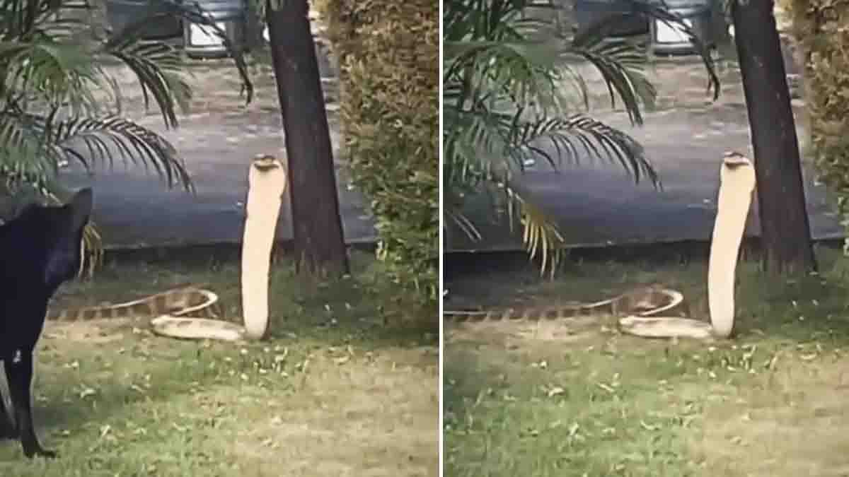 Dog vs King Cobra: Pet dog confronts a giant King Cobra that entered a home compound.