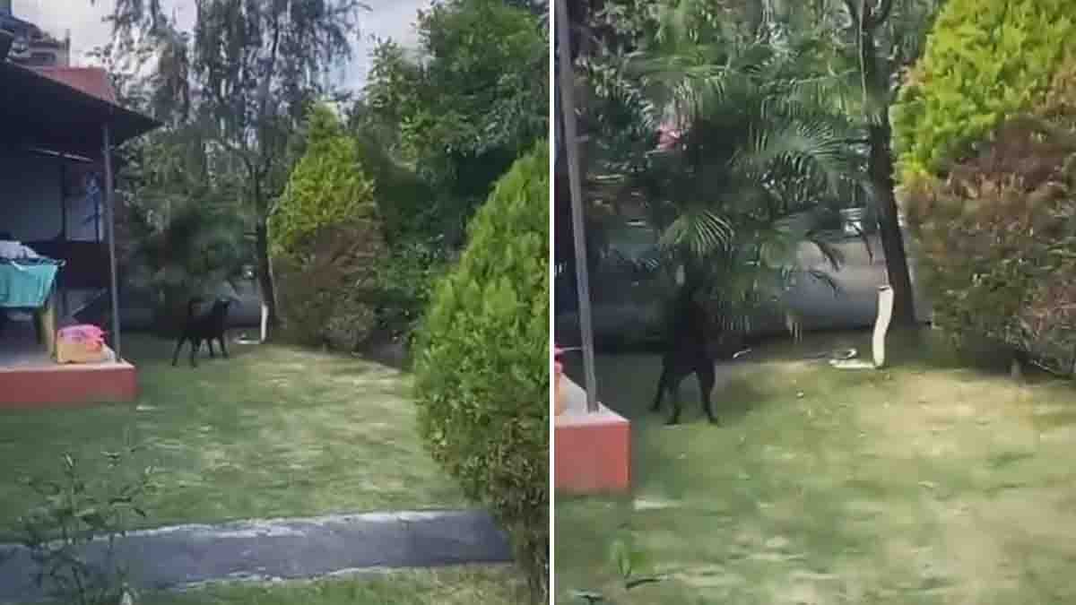 Dog vs King Cobra: Pet dog confronts a giant King Cobra that entered a home compound.