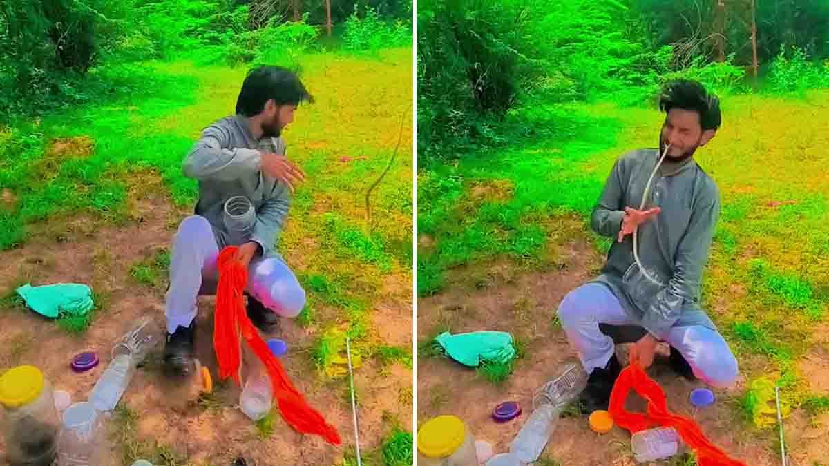 Snake rescuer attacked by a snake while releasing it into the wild