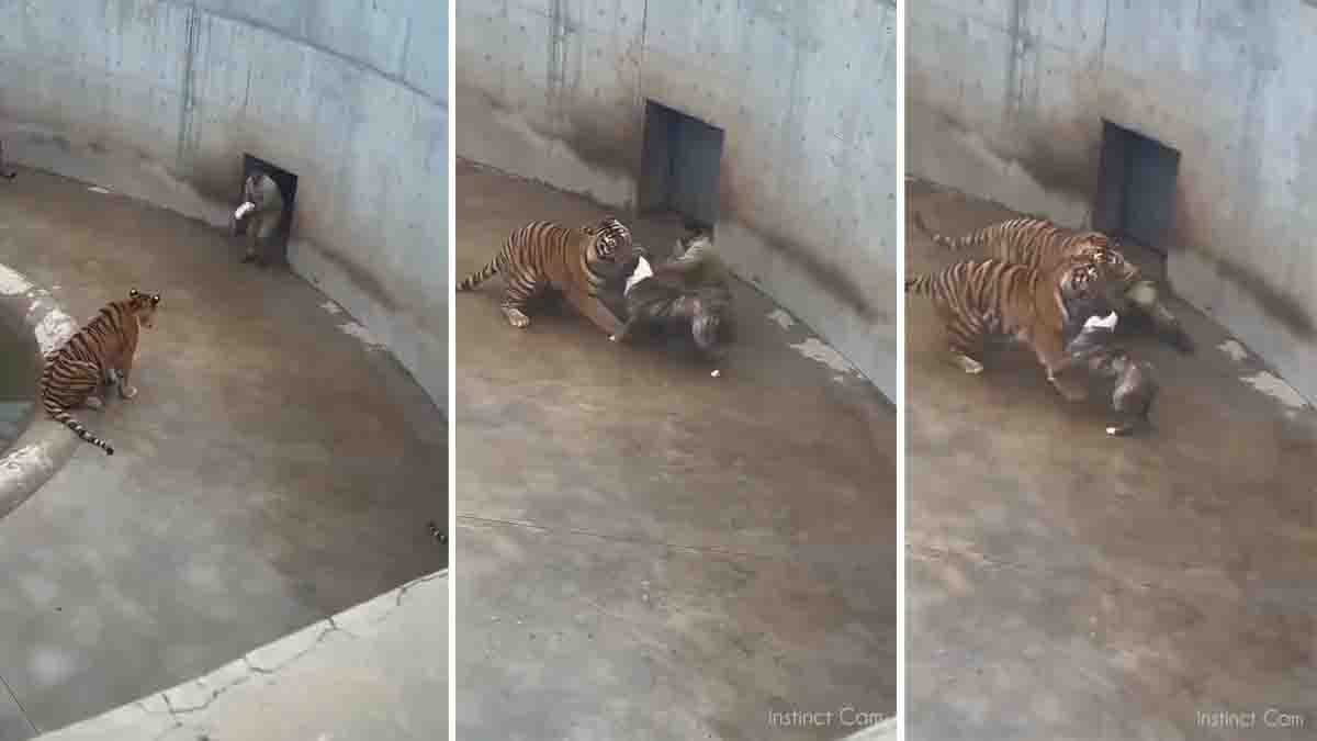 Tiger Attack on Zoo shows tiger attacking a keeper as a brave dog intervenes