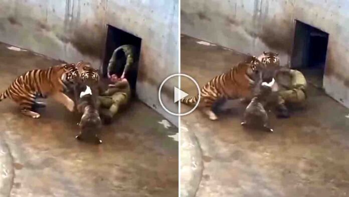 Tiger Attack on Zoo shows tiger attacking a keeper as a brave dog intervenes