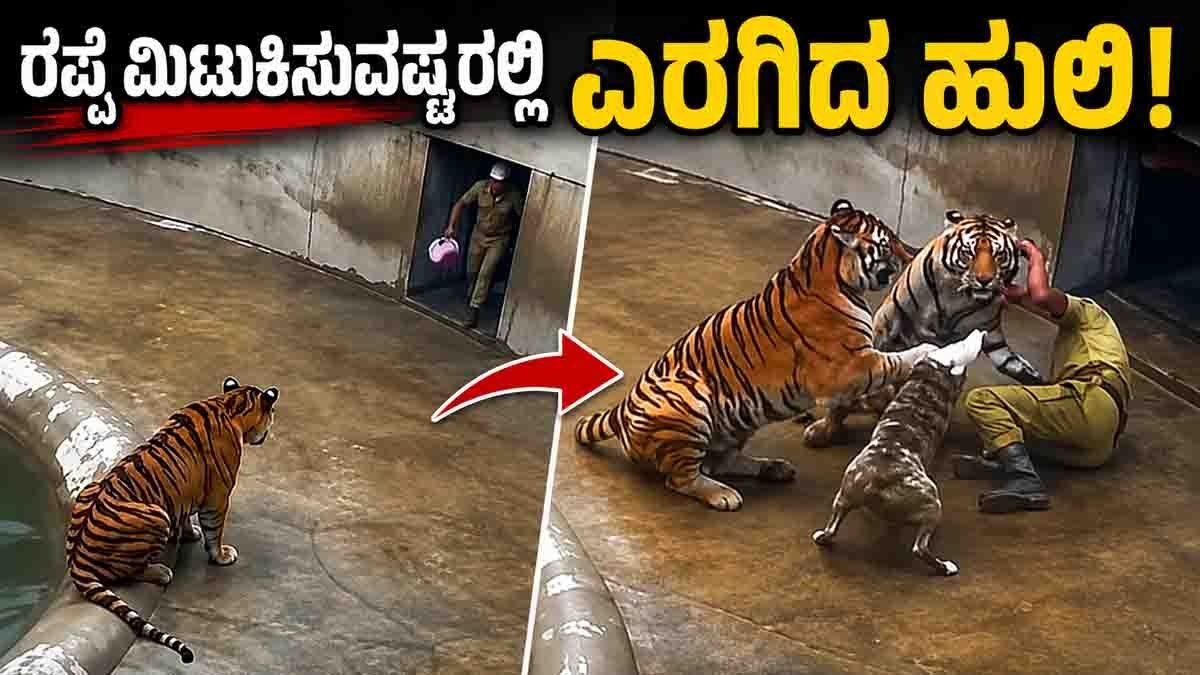 Tiger Attack on Zoo shows tiger attacking a keeper as a brave dog intervenes