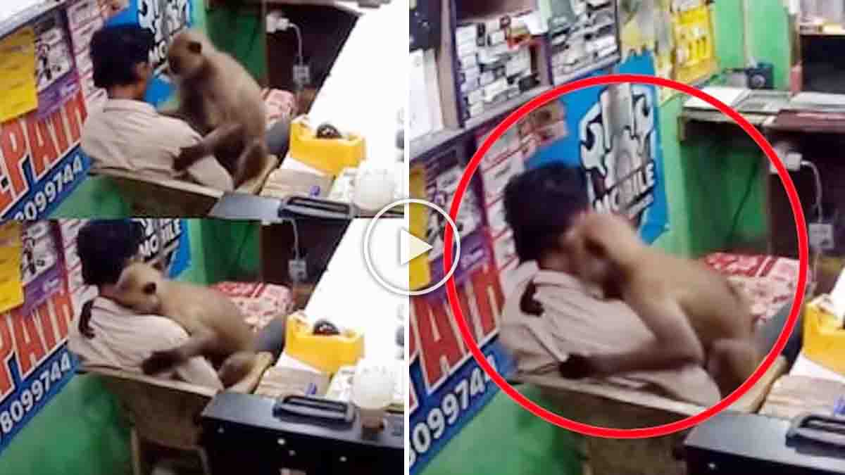 Monkey hugs shopkeeper by resting its head against his chest in a heartwarming viral video from Odisha.
