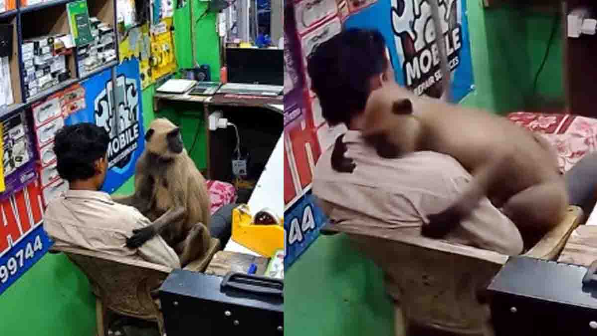 Monkey hugs shopkeeper by resting its head against his chest in a heartwarming viral video from Odisha.