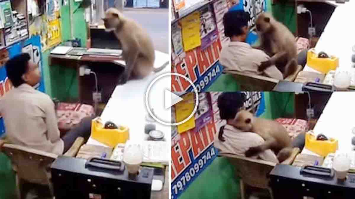 Monkey hugs shopkeeper by resting its head against his chest in a heartwarming viral video from Odisha.